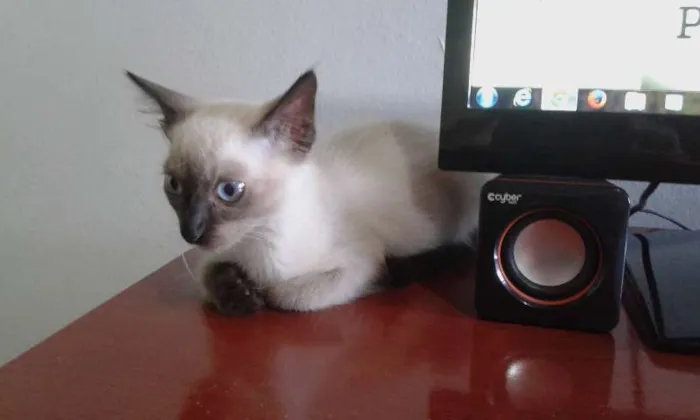 Gato ra a SRD idade 2 a 6 meses nome Romeu 
