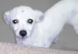 Pequena