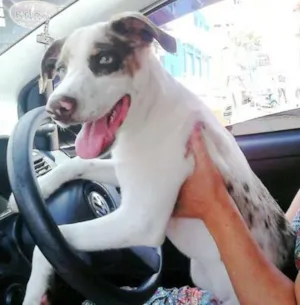 Cachorro raça Dálmata idade 2 a 6 meses nome Leonardo