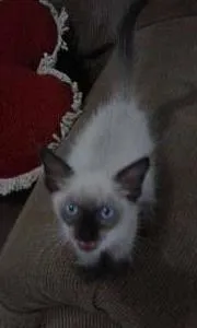 Gato ra a SRD idade 2 a 6 meses nome Romeu 