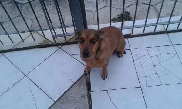 Cachorro ra a Basset-Cofap idade 4 anos nome Fiona