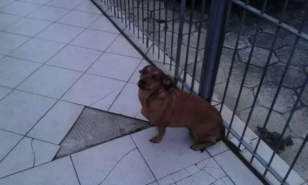 Cachorro ra a Basset-Cofap idade 4 anos nome Fiona