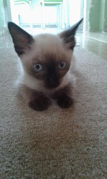 Gato ra a SRD idade 2 a 6 meses nome Romeu 