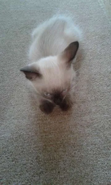 Gato ra a SRD idade 2 a 6 meses nome Romeu 