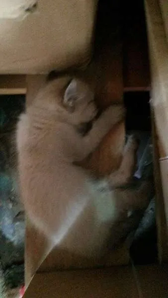 Gato ra a  idade 2 a 6 meses nome sem nome 