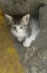 Gato ra a  idade 2 a 6 meses nome sem nome 