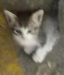 Gato ra a  idade 2 a 6 meses nome sem nome 