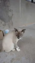 Mimi