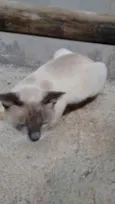 Mimi