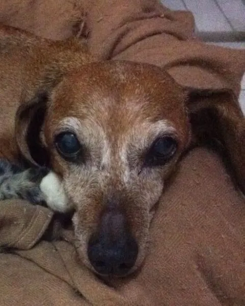 Cachorro ra a Daschund idade 6 ou mais anos nome Chloe