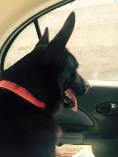 Cachorro ra a Pastor Belga idade 2 anos nome Zion