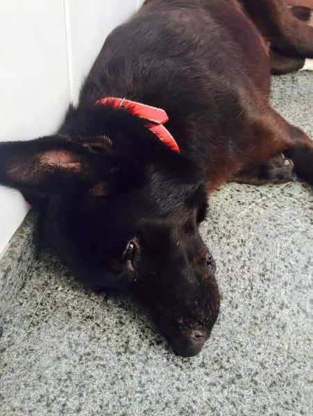 Cachorro ra a Pastor Belga idade 2 anos nome Zion