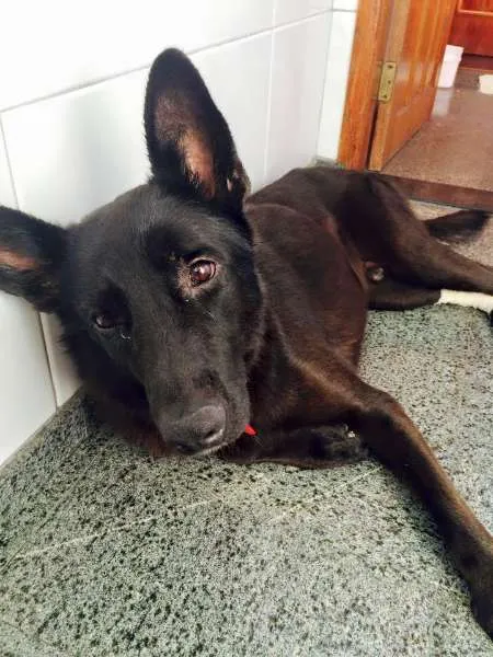 Cachorro ra a Pastor Belga idade 2 anos nome Zion