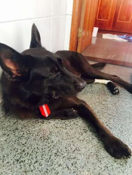 Cachorro ra a Pastor Belga idade 2 anos nome Zion