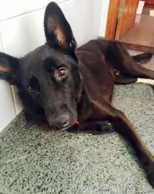 Cachorro raça Pastor Belga idade 2 anos nome Zion