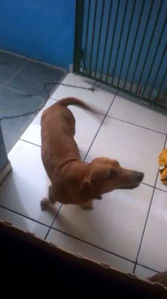 Cachorro ra a Basset-Cofap idade 5 anos nome Nenem