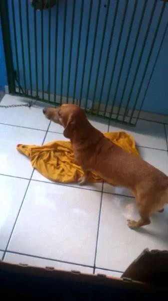 Cachorro ra a Basset-Cofap idade 5 anos nome Nenem