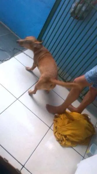 Cachorro ra a Basset-Cofap idade 5 anos nome Nenem