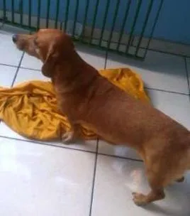 Cachorro ra a Basset-Cofap idade 5 anos nome Nenem