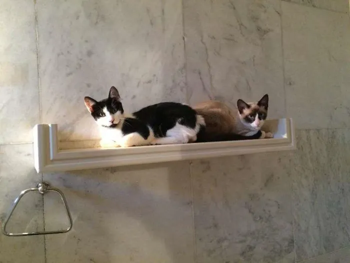 Gato ra a SRD idade 2 a 6 meses nome Tico e Teco