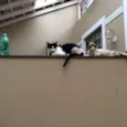 Tico e Teco