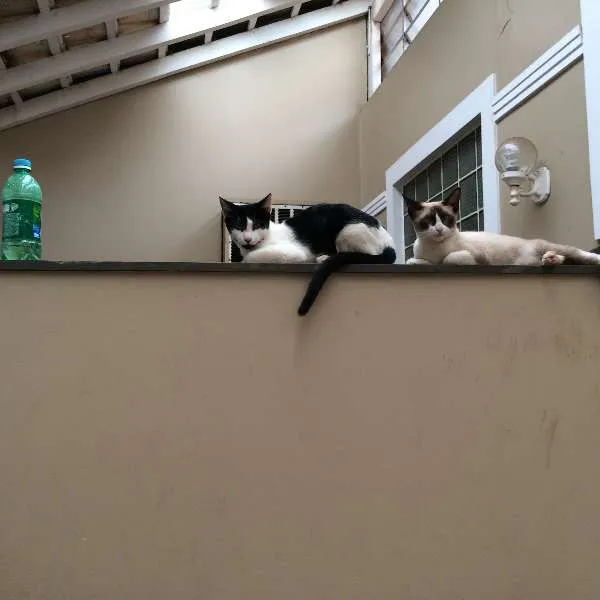 Gato ra a SRD idade 2 a 6 meses nome Tico e Teco