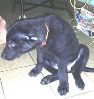 Cachorro raça pastor belga idade 2 a 6 meses nome kiara GRATIFICA