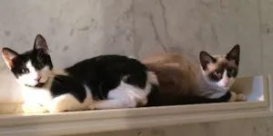 Gato raça SRD idade 2 a 6 meses nome Tico e Teco