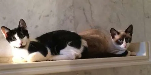 Gato ra a SRD idade 2 a 6 meses nome Tico e Teco