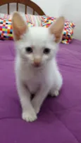 ADOTE