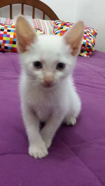 Gato ra a  idade 2 a 6 meses nome ADOTE