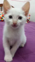 ADOTE