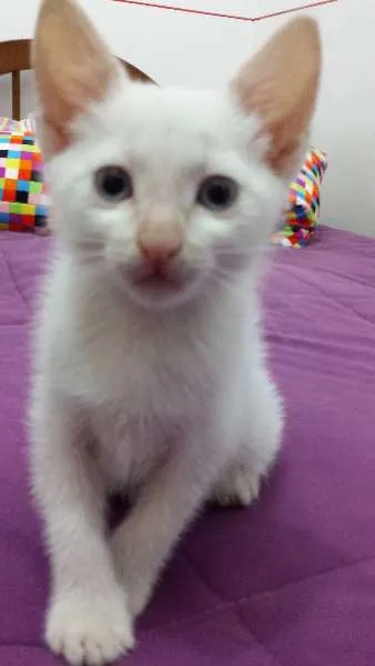 Gato ra a  idade 2 a 6 meses nome ADOTE
