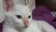 ADOTE