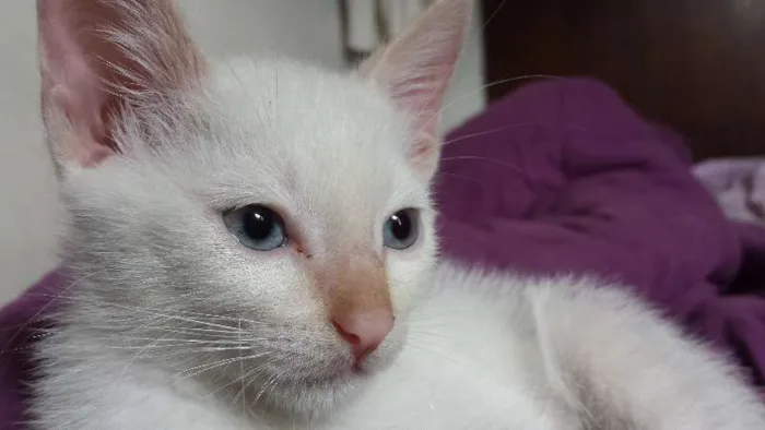 Gato ra a  idade 2 a 6 meses nome ADOTE