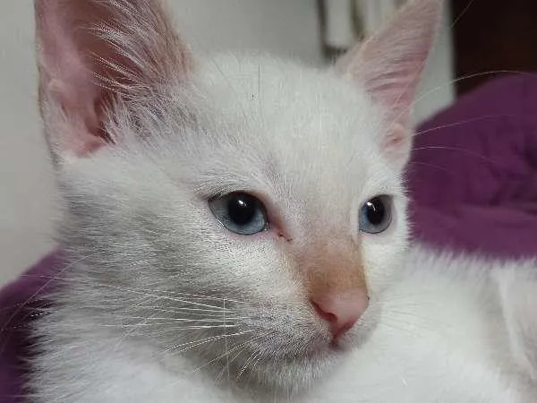 Gato ra a  idade 2 a 6 meses nome ADOTE