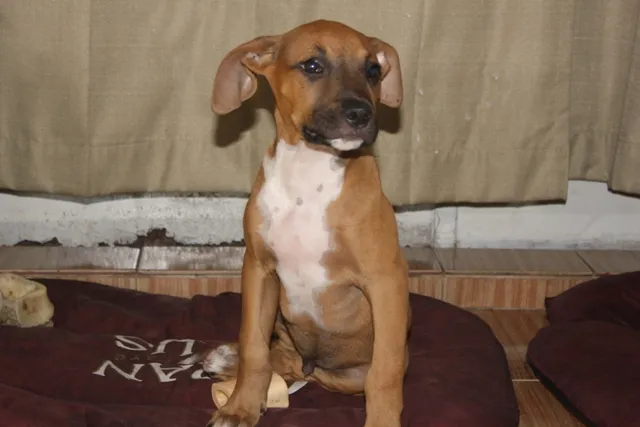 Cachorro ra a SRD idade 2 a 6 meses nome BRUCE