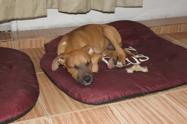 Cachorro ra a SRD idade 2 a 6 meses nome BRUCE