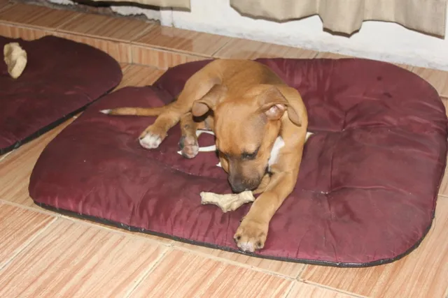 Cachorro ra a SRD idade 2 a 6 meses nome BRUCE