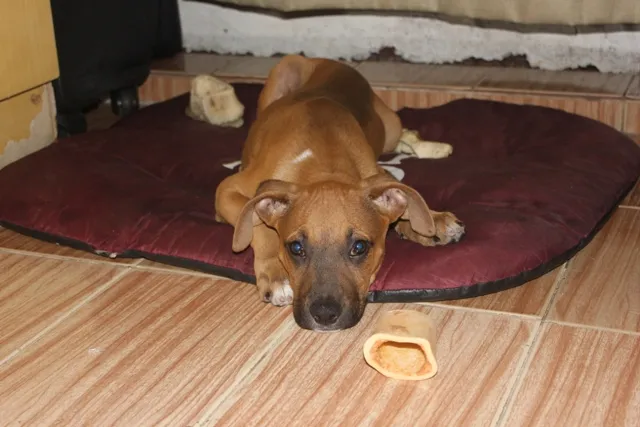 Cachorro ra a SRD idade 2 a 6 meses nome BRUCE