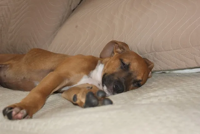 Cachorro ra a SRD idade 2 a 6 meses nome BRUCE