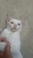 nao tem