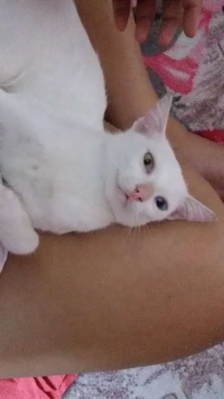 Gato ra a nao tem raça idade 7 a 11 meses nome nao tem 