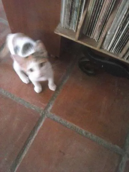 Gato ra a Siamês idade Abaixo de 2 meses nome Branquinha