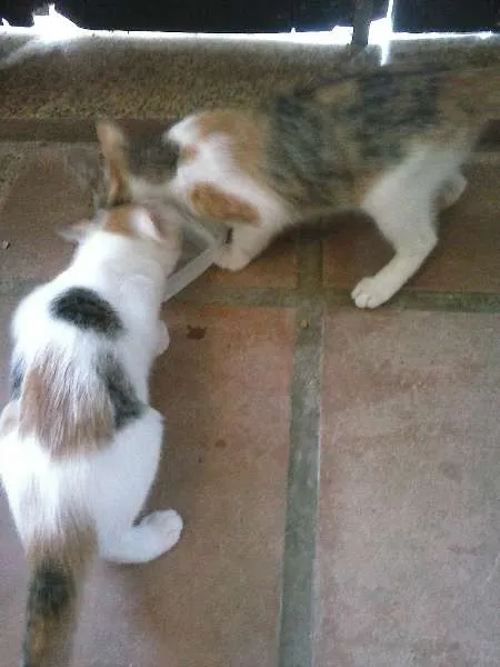 Gato ra a Siamês idade Abaixo de 2 meses nome Branquinha