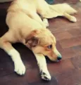 Boris