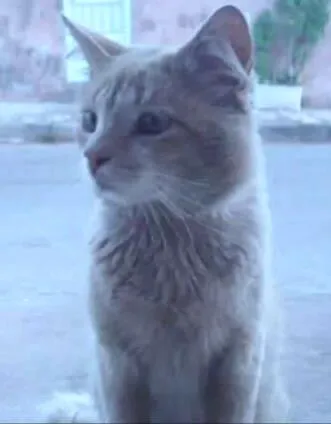 Gato ra a srd idade 6 ou mais anos nome Tom