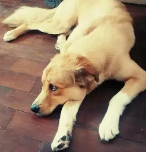 Cachorro raça Vira lata idade 1 ano nome Boris