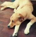 Boris