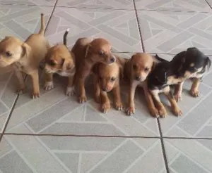 Cachorro raça viralatas idade Abaixo de 2 meses nome vários filhotes